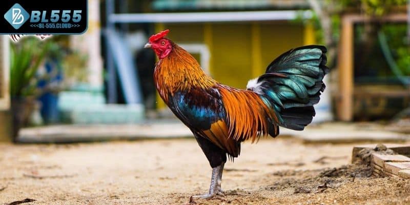 Gà Nòi Cựa Sắt Đỉnh Cao Và Tuyệt Chiêu Cược Hiệu Quả BL555 6 Thông tin về loại hình gà nòi cựa sắt